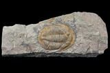 Ordovician Asaphellus Trilobite - Morocco #85205-1